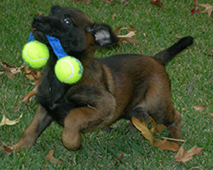 Puppy Training Maryland